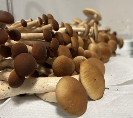 Mycel Mushrooms