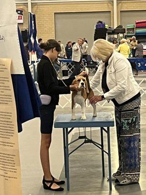 AKC Dog Show