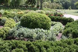 Tree & Shrub Care - We provide your Ornamental Trees & Shrubs with fertilization, and insect & disease control.