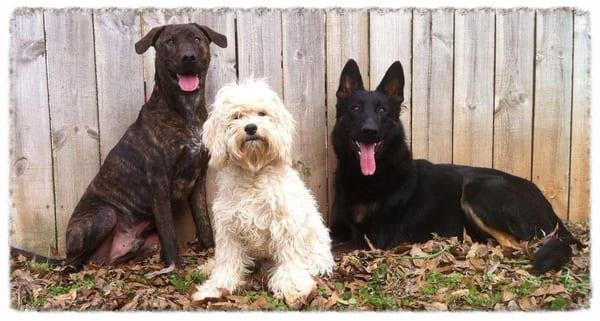 Carolina Canine Training