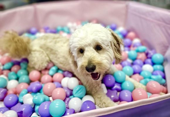 A Doggie Boutique