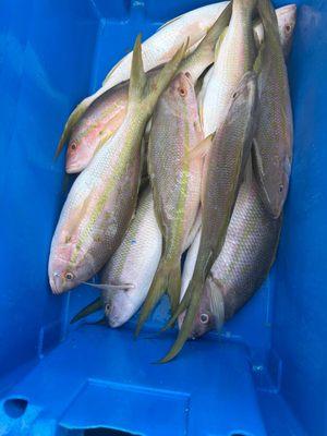 Yellowtail Snappers