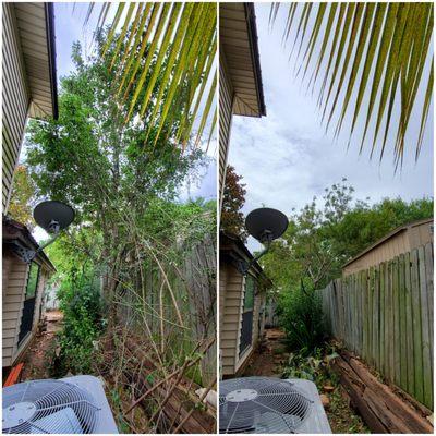 tree service - san antonio - bradford pear removal