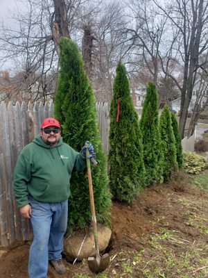 THUJA EMERAL GREEN PLANTING JOB