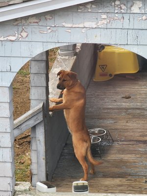 She was always so excited when anyone would walk by the house.