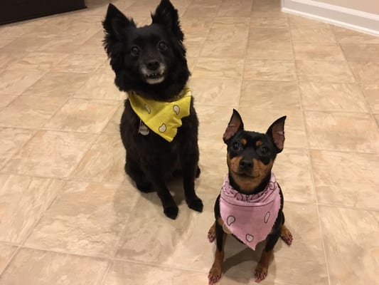 Our dogs look and smell amazing!! Look at my Min Pin's pink Valentine's Day toenails!