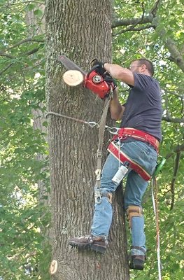 Tree Trimming