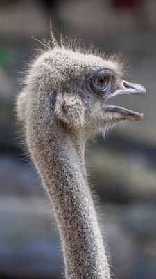 Female ostrich