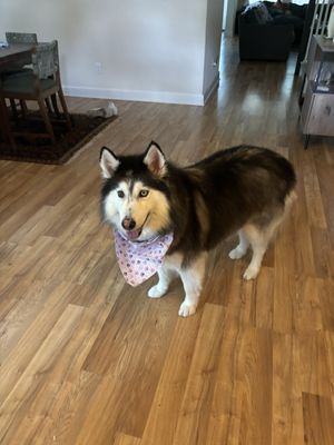 Sheila looking for more treats from Zooming Grooming's Gracie!