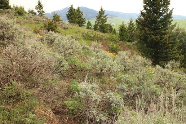 Big sagebrush on hillside opposite Infinity Cemetery. Bridger Mountains in the background