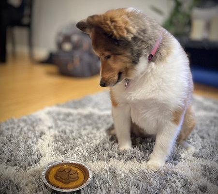 Pet safe Pumpkin Pie for Thanksgiving!