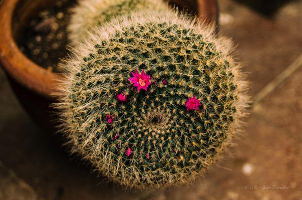 Flowering Cactus