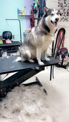 Deshedding Nails & Paws - Large Dogs