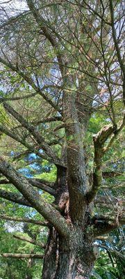 Braungards Tree Removal