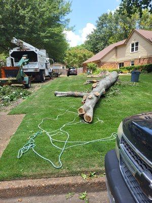 Out On A Limb Tree Service