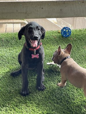 Synthetic turf and puppies