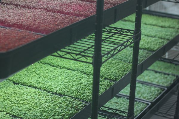 Indoor Vertical Farming