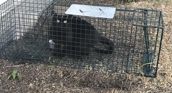 Raccoon trap - caught the neighbors sweet cat last nigh.  Try again tonight.