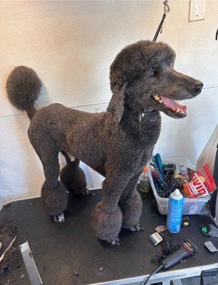 Pet Grooming Las Vegas NV
Galaxy Grooming is your go-to destination for exceptional pet grooming services in Las Vegas, NV...