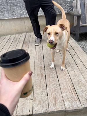 Oat milk latte, happy puppy!