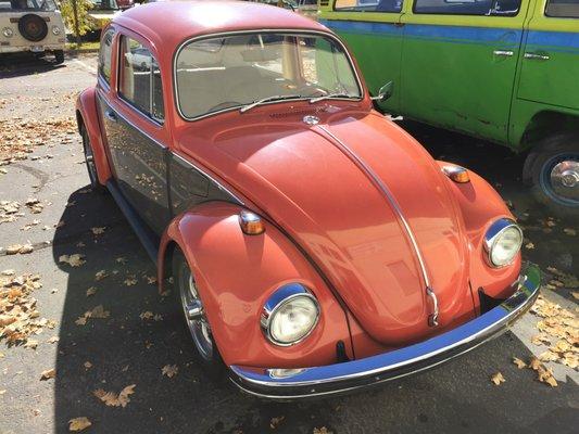 Beautiful two-tone Beetle.