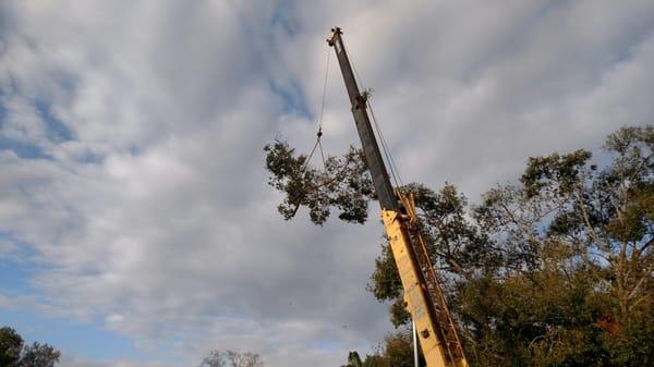 Apex Tree and Landscape removing a large tree by use of a crane.