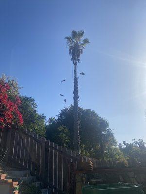 Look close, the climber has stuffed himself in the dead pals.  Windy day and this palm was 'a swaying.