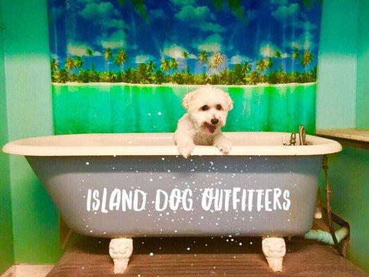 Island Dog Outfitters