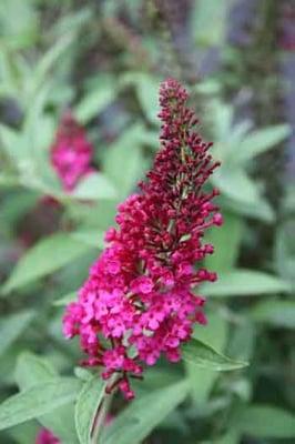 This new hybrid from NCSU plant breeder Dennis Werner.  Buddleia 'Miss Molly' PPAF