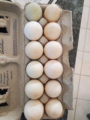 Duck eggs