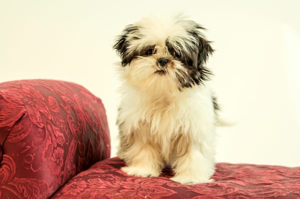 Shih Tzu