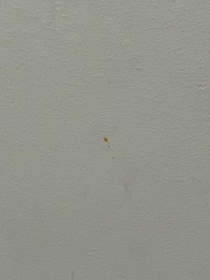 Dried blood on the wall in the exam room