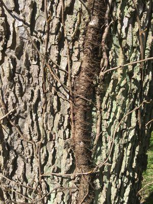 Poison ivy vine. It's easily recognized by the fine hair-like roots. It's all over the woods along the trail