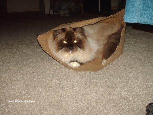 Mr. Kitty says ,Bag your old storage and come to Budget Storage,You will be glad you did. :)