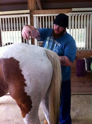 Horse receiving chiropractic care