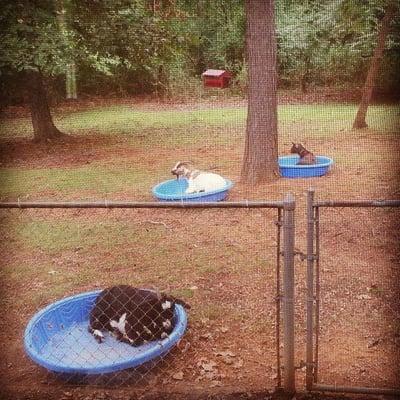 Maggie, Latte & Choco lounging in their pools.