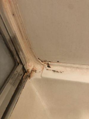 Mold in my shower