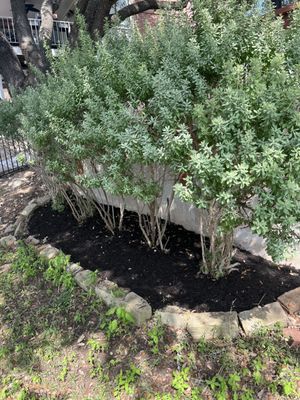 Mulch and removed weeds