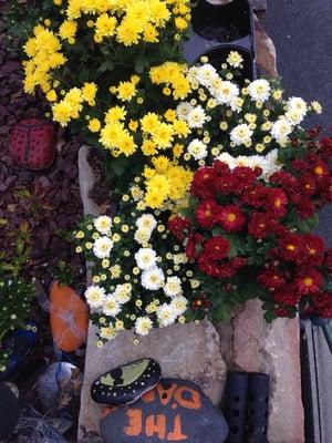 MUMS... Love them.  When they go brown plant them in the ground and cut them down.  They will come back next year..