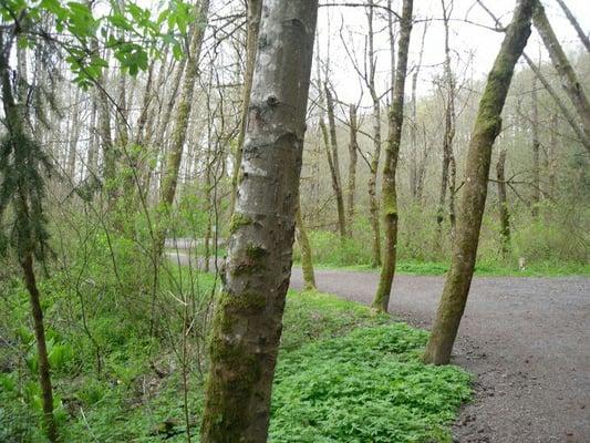 The paved path through the park.