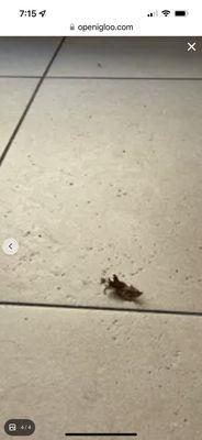 More dead Roaches