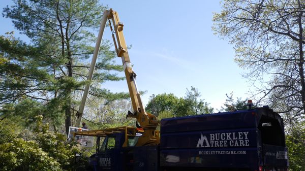 Buckley Tree Care