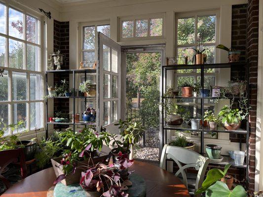 More plants in our solarium