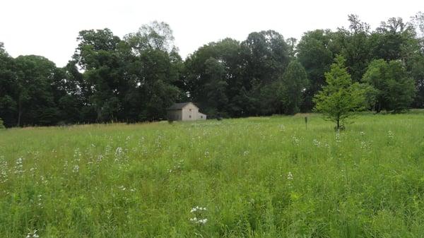 A native wildflower meadow on a residential property in Malvern, PA