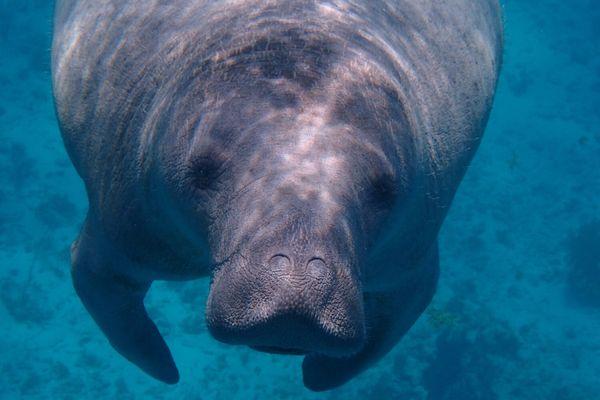 Manatee - Florida Boat Rentals, Vero Beach