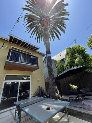 Palm tree trimming