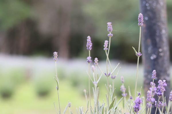 Gusenbury Fields Lavender Farm