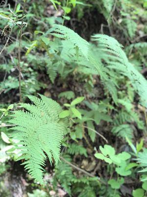 Green scene