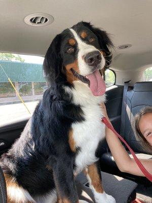 Happy dog, clean and well brushed.