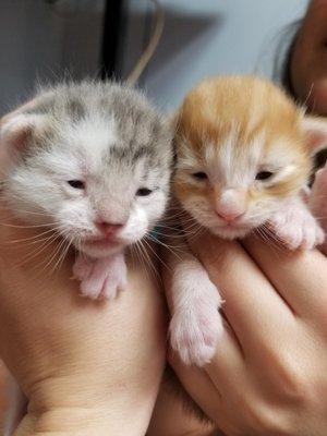 Pandemic foster kittens March '21